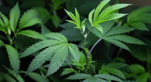 Como cultivar marihuana correctamente